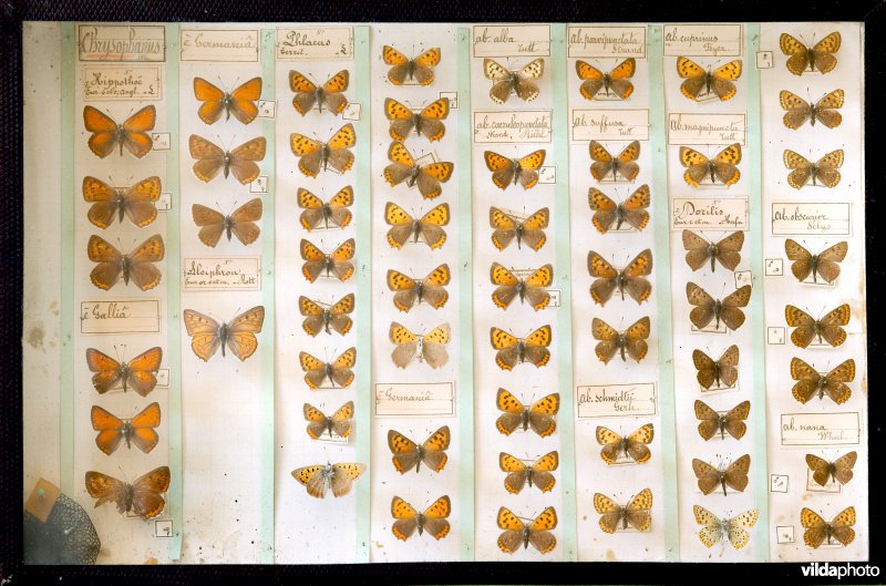 Vlindercollectie Halflants