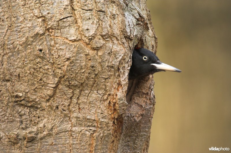 Vrouwtje Zwarte specht