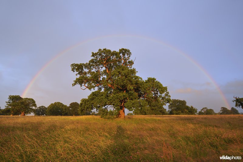 Zomereik onder regenboog