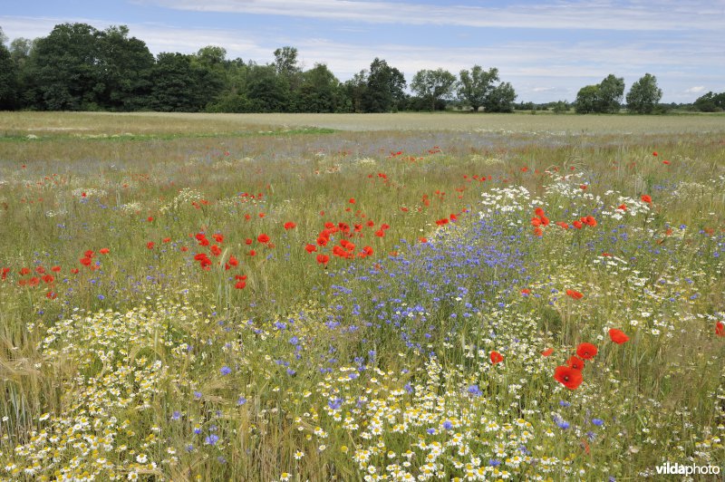 Bloemrijke akker