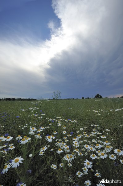 Bloemrijke akkerrand