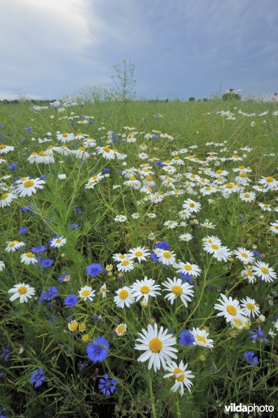 Bloemrijke akkerrand