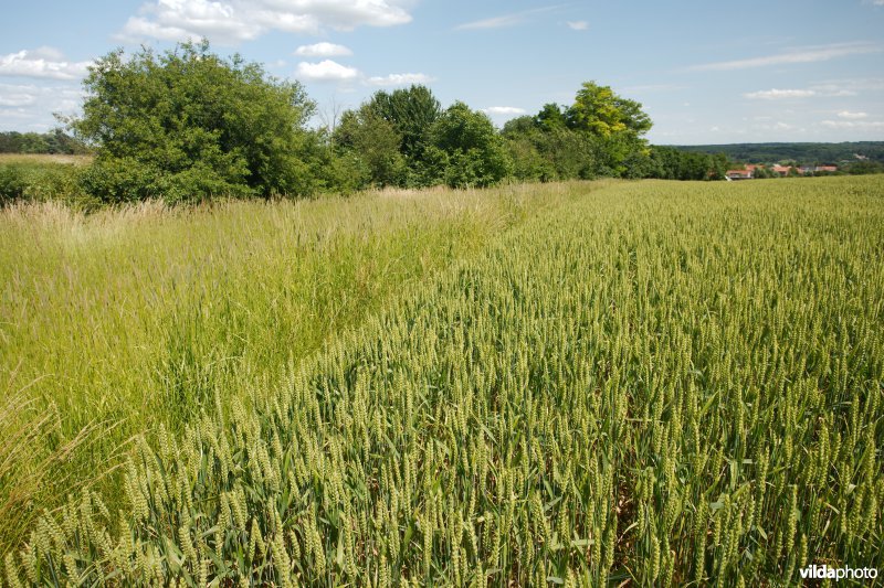 Perceelsrandenbeheer