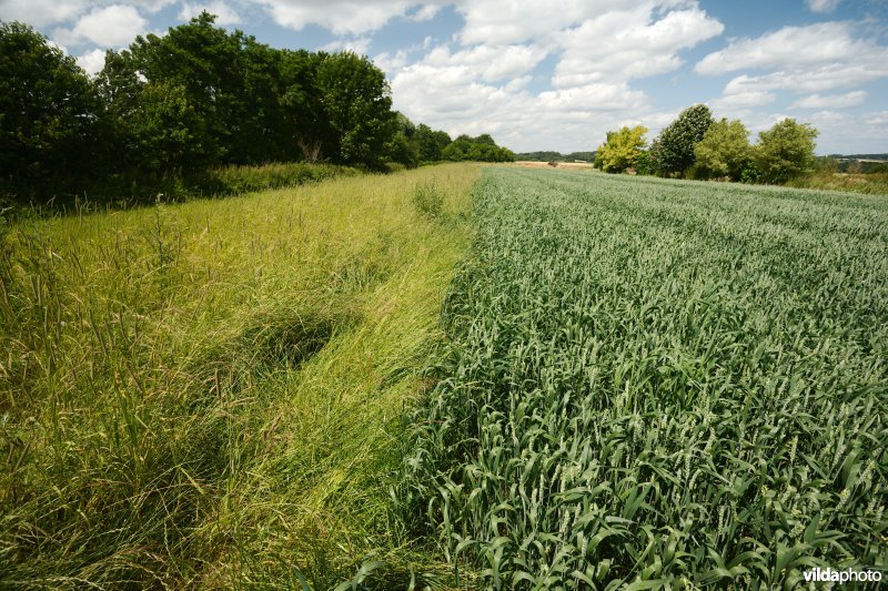 Botanisch beheerde akkerrand