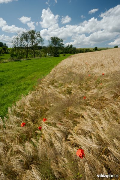 Grasbufferstrook tegen erosie