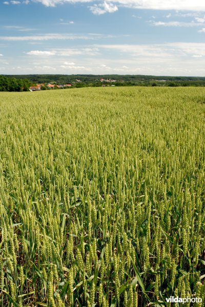 Graanveld