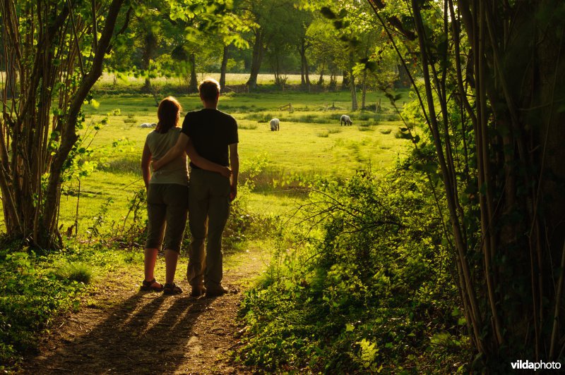 Man en vrouw kijken naar grazende schapen