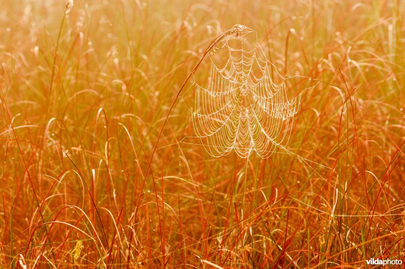 Spinnenweb tussen grashalmen