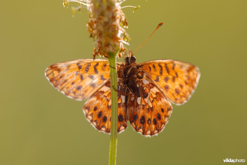 Akkerparelmoervlinder