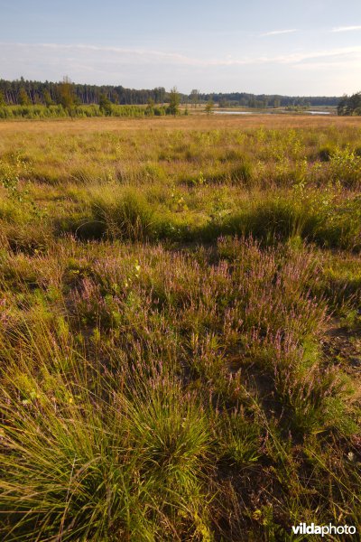 Ontwikkeling van droge heide op geplagd terrein