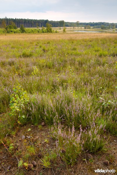 Ontwikkeling van droge heide op geplagd terrein