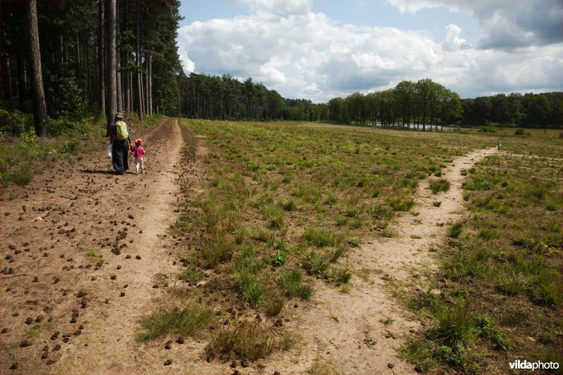 Wandelpad door de heide