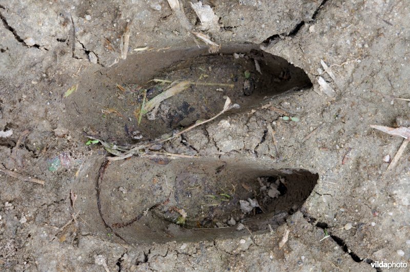 Spoor van Edelhert