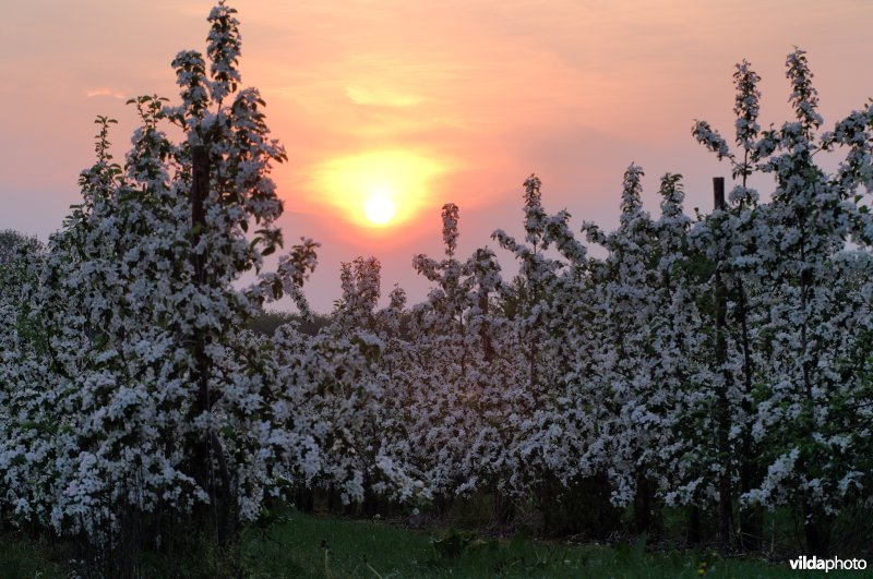 Laagstamboomgaard bij zonsondergang