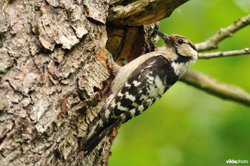 Mannetje Kleine bonte specht bij nesthol