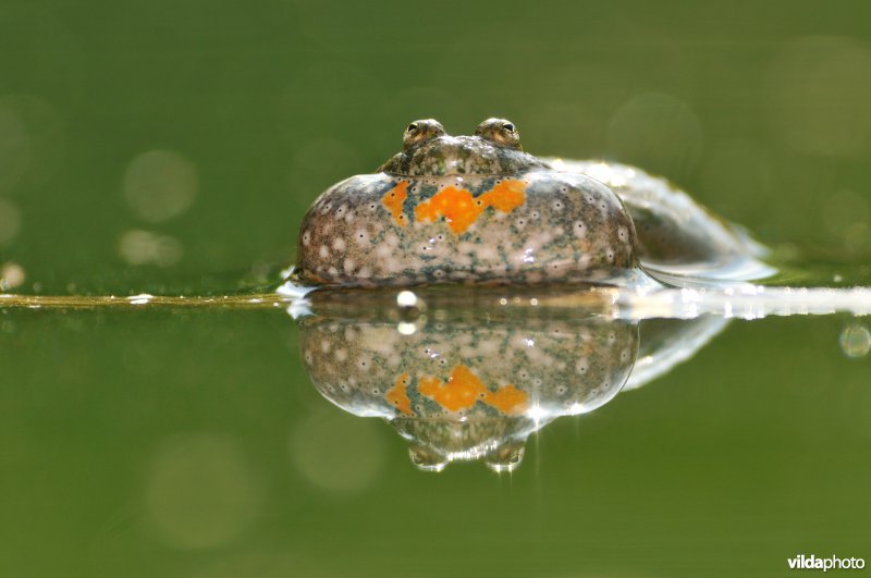 Kwakende Roodbuikvuurpad
