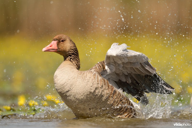 Wassende Grauwe gans