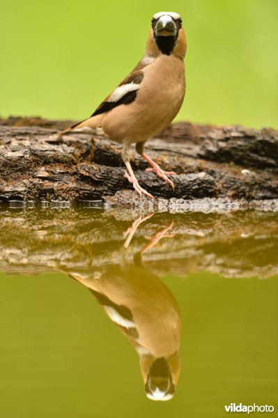 Appelvink