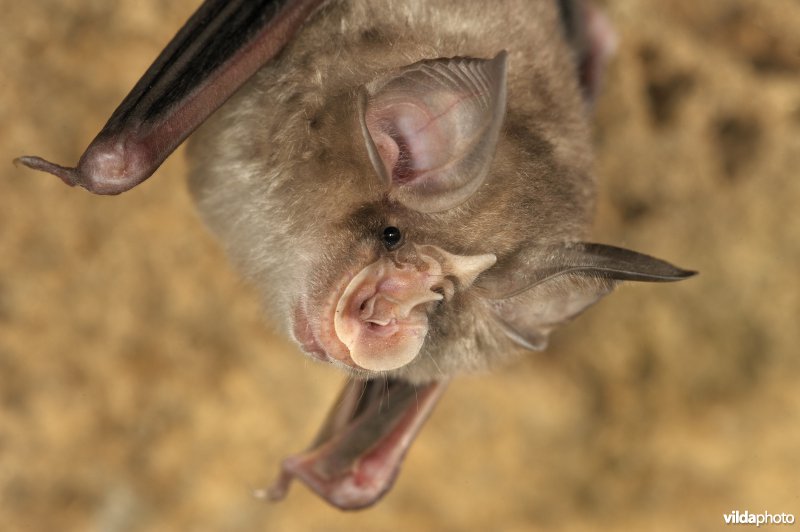 Blasius' hoefijzerneus