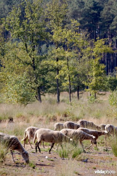 Begrazing door schapen