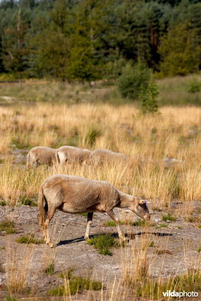 Begrazing door schapen