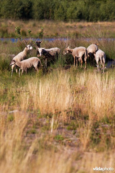 Begrazing door schapen
