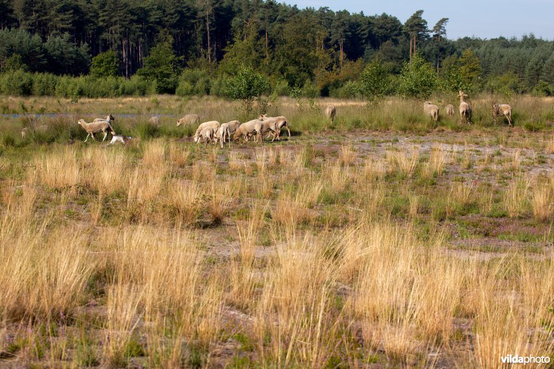 Begrazing door schapen