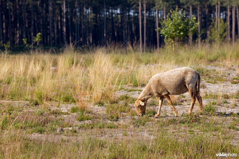 Begrazing door schapen