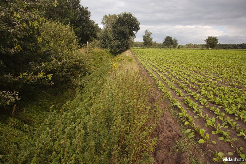 Akkerrand naast een natuurgebied