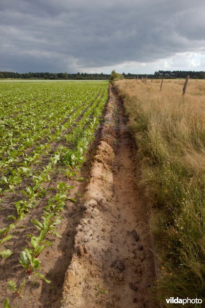 Akkerrand naast een natuurgebied