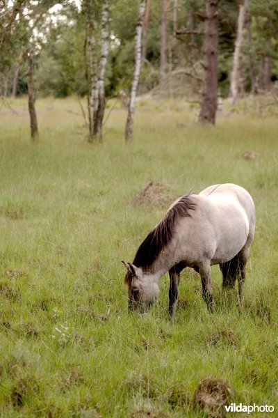 Begrazing door paarden