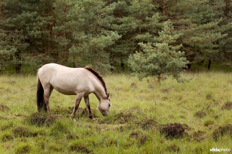 Begrazing door paarden