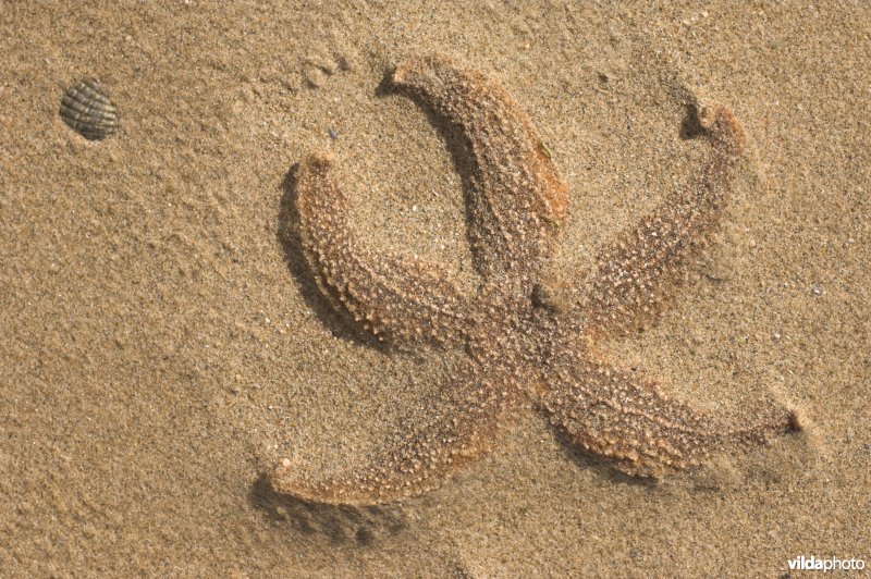 Aangespoelde zeester