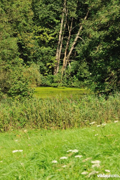Zoniënwoud