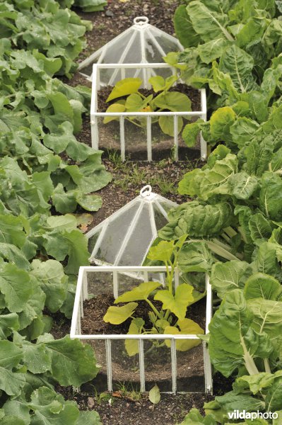 Moestuin met pompoen