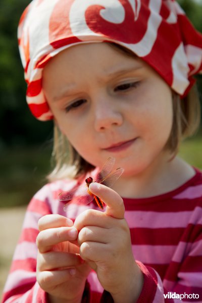 Meisje met libel op de vinger