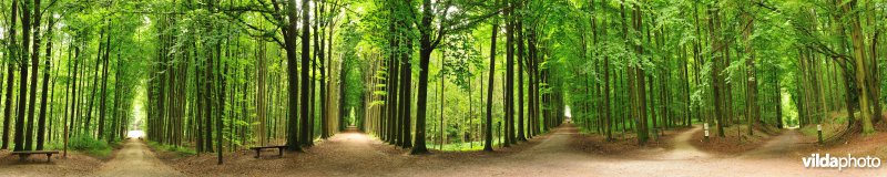 Zevenster in de Warande van Tervuren