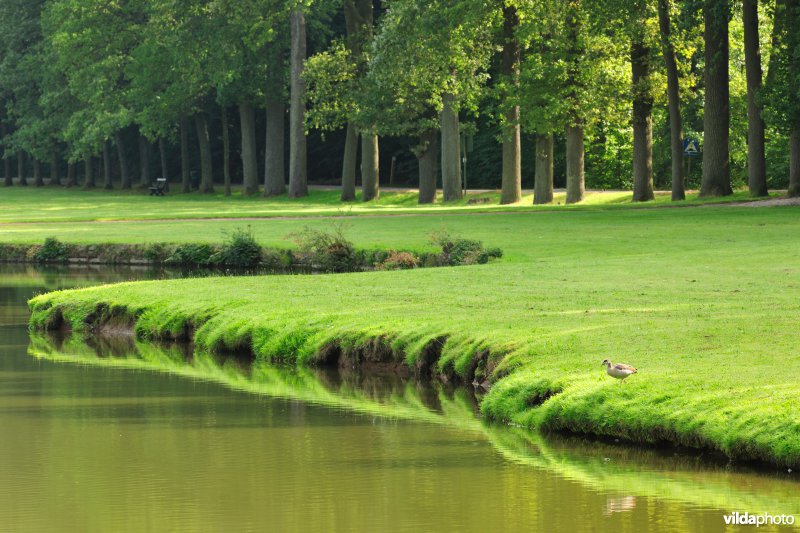 Spiegelvijver in het park van Tervuren