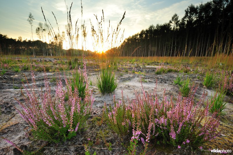 Heideherstel op het Maldegemveld