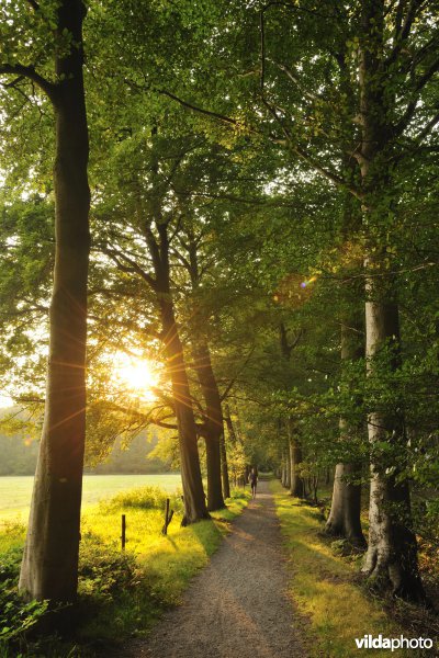 Dreef in het Drongengoedbos