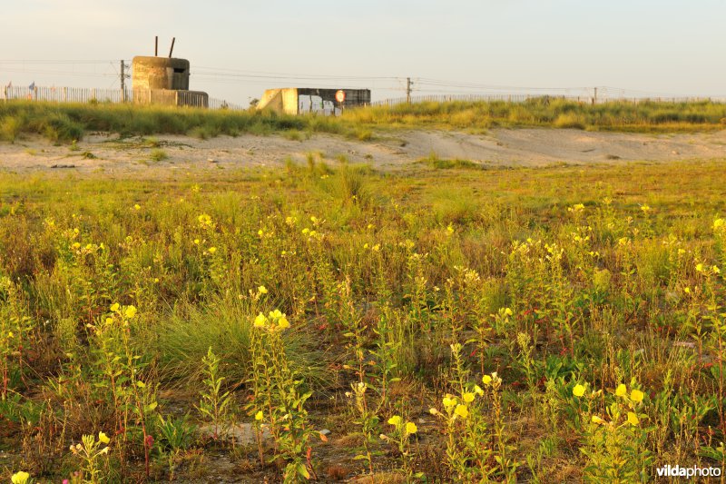 Teunisbloemen in de Cosmos duinen