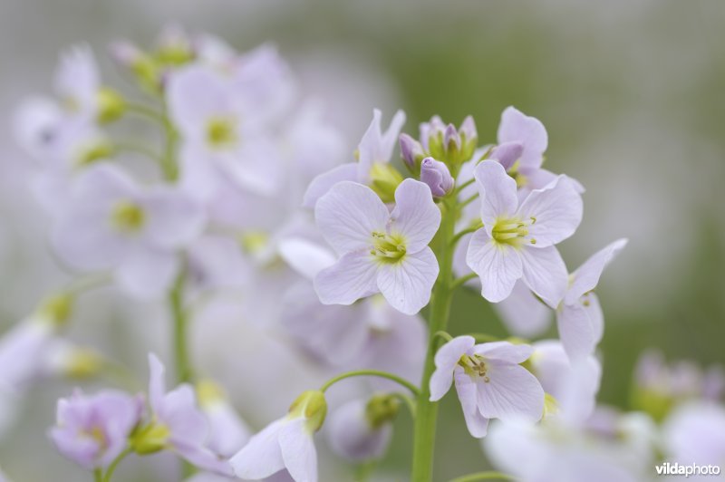 Pinksterbloemen