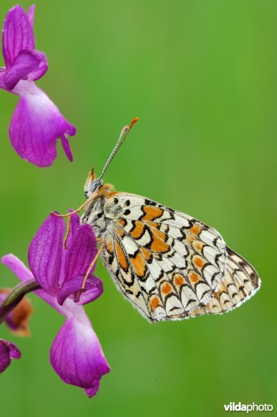 Parelmoervlinder op ijle orchis