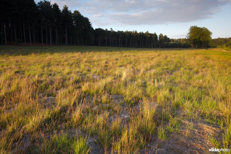 Nieuwe heide