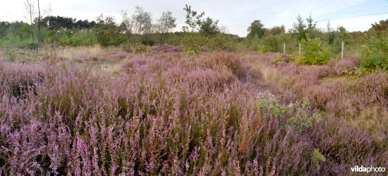 Droge heide