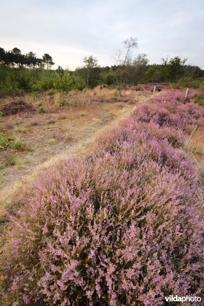 Droge heide
