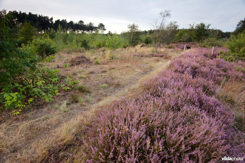 Droge heide