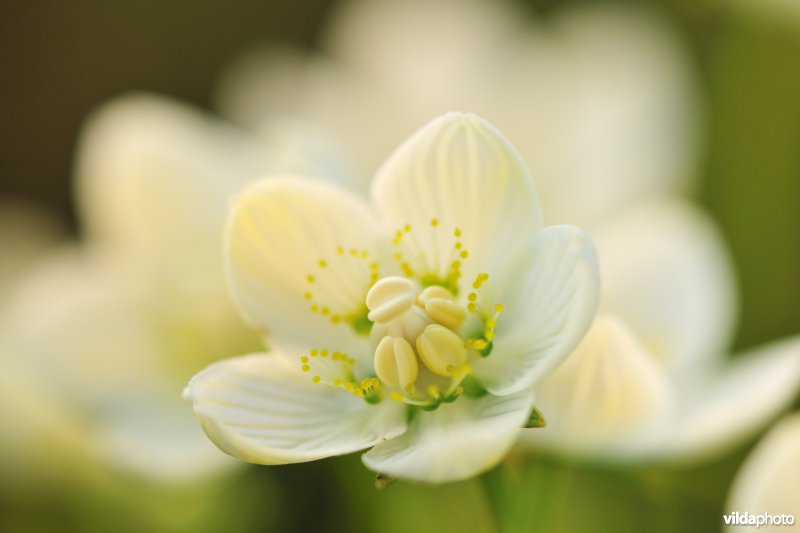 Parnassia