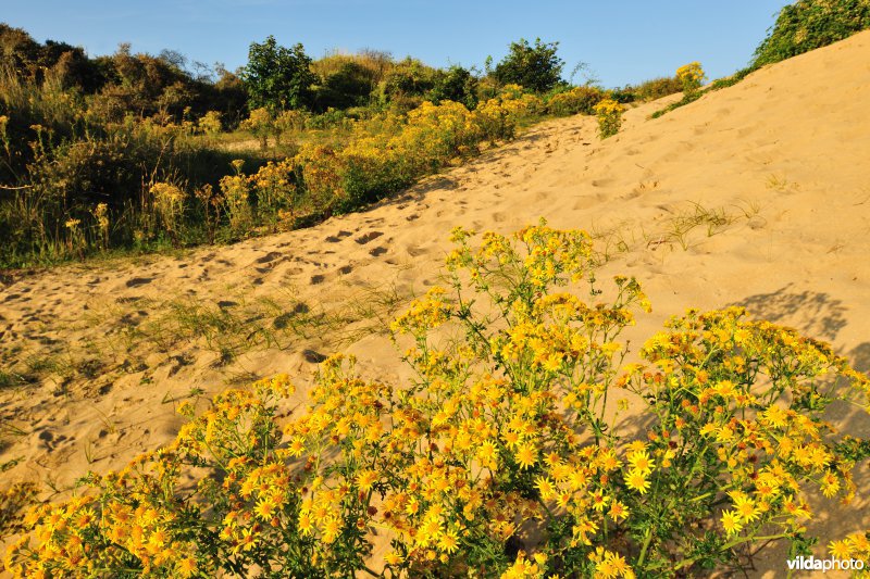 Plaatsduinen