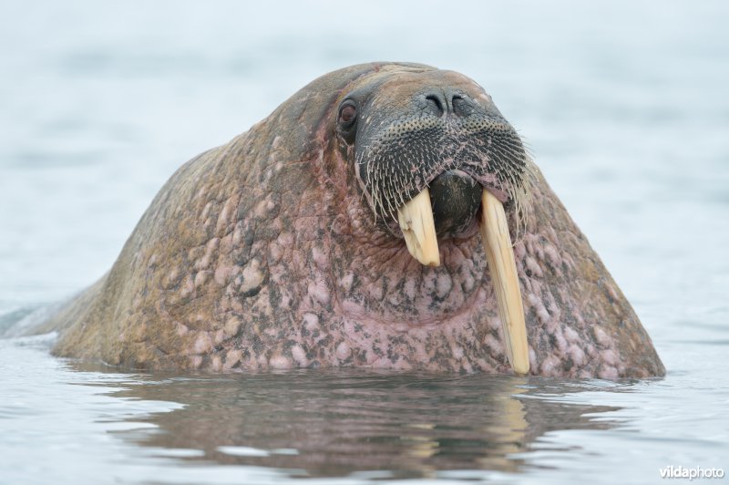 Walrus